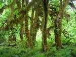 File:Hoh Rain Forest Maples.JPG - Wikipedia, the free encyclopedia