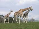 75 acres and is the home for 30 mammal species and 50 bird species. - via Daymix