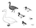 Anatidae Action Plan and Site Network in the East Asian Flyway