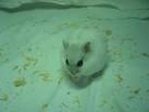 File:Cricetinae sp.-Pet hamster eating.jpg - Wikimedia Commons