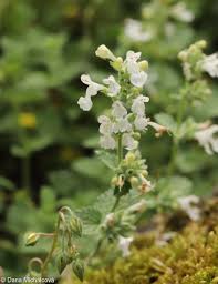 Image result for "Nepeta racemosa subsp. haussknechtii"
