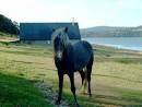 Eriskay Pony | pictures and information