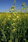 <b>Brassica napus</b> L.