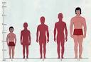 Punnett's Square » height