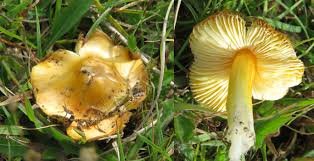 Image result for Hygrocybe aurantiolutescens f. pseudoconica