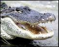 http://www.myrtlebeachkidsstuff.com/images/alligator-adventure.jpg