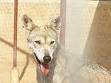 Canis lupus arabs - Wikispecies