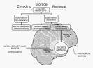 Neuropsychological Generation of Source Amnesia: An Episodic ...