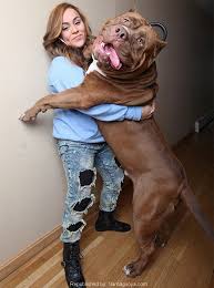 Bildergebnis für ‫سگ واقی وکربه واقی‬‎