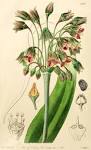 Angiosperm families - Alliaceae J.G. Agardh