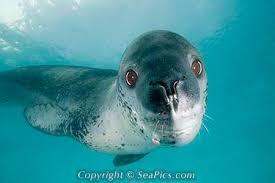 http://t3.gstatic.com/images?q=tbn:ANd9GcSiGuF5r9RxftT0nFmePPZwZK-epn2ojY4obxzMAnWI6fkmDW4iC3GBEUNk