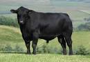 http://www.amberleyparkbeef.com.au/Angus.jpg
