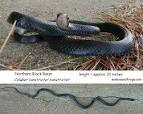 Black Racer Page