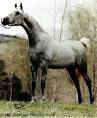 Breeds of Livestock - Arabian Horse