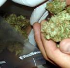 Humboldt County News - How Much Money Do Pot Growers Make?