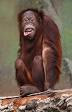 Orangutan - Wikipedia, the free encyclopedia