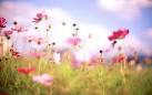 Floral & flower photography by Setsuna | The D-