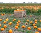 Some of the pumpkins growing in this large field have already been harvested - via Daymix