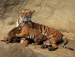 Animals: Malayan Tigers, Cincinnatti Zoo, Ohio, picture nr. 46221
