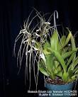 Brassia Edvah Loo '
