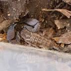 Wood scorpion Liocheles australasiae (Fabricius, 1775) Regnum:Animalia - via Daymix