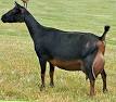 Goat - Wikipedia, the free encyclopedia