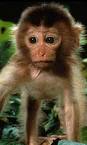 (Monkey - Baby - 02) This is