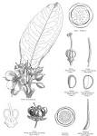 <b>Ochnaceae</b> DC.