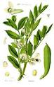 <b>Vicia faba</b>