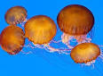 Cnidaria - Wikipedia, the free encyclopedia