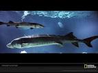 Chinese Sturgeon Photo, Chinese Sturgeon Wallpaper, Download ...