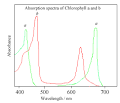 Chlorophyll