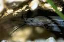 Heteropneustes fossilis
