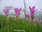  Krachiao Flower Flower Festival   The festival of Chaiyaphum SIAM tulip