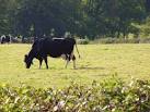 farm has dairy cattle on - via Daymix