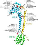 COX2 Protein Sequence Differences between Neandertal and Modern ... 