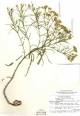 <b>Flaveria</b> mcdougallii image