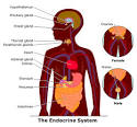 Although the <b>endocrine</b> glands