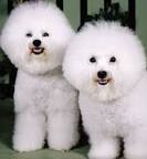The Bichon FRISE - A Small Breed - Means Curly White Lap Dog.