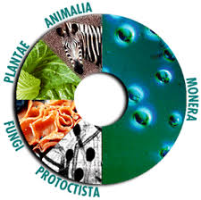 external image images?q=tbn:ANd9GcSkP1Bt6oUrXp_UwSf4wM2AbHec71vtT-R6FjeOQ3gIOezBXuwT