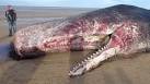 Dead sperm whale at Old - via Daymix