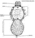 prosoma pronunciation