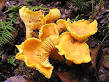 Chanterelle - Wikipedia, the free encyclopedia