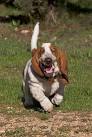 Basset Hounds Running