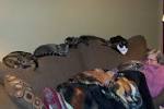 Crazy Cat Ladies | The Stars So Fine