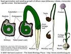 The Seed Biology Place - Seed Structure and Anatomy