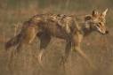Iranian Wolf - Canis lupus pallipes