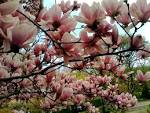 Spring <b>Magnolia</b>
