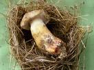 Mushrooms: Bird's Nest