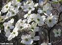 Flowering Dogwood (Cornus florida)